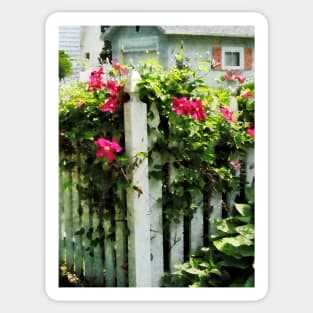 Clematis - Clematis on Fence Sticker